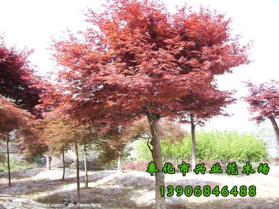 红枫小苗大量出售红枫小苗_宁波市中国红枫奉化市溪口兴业花木场