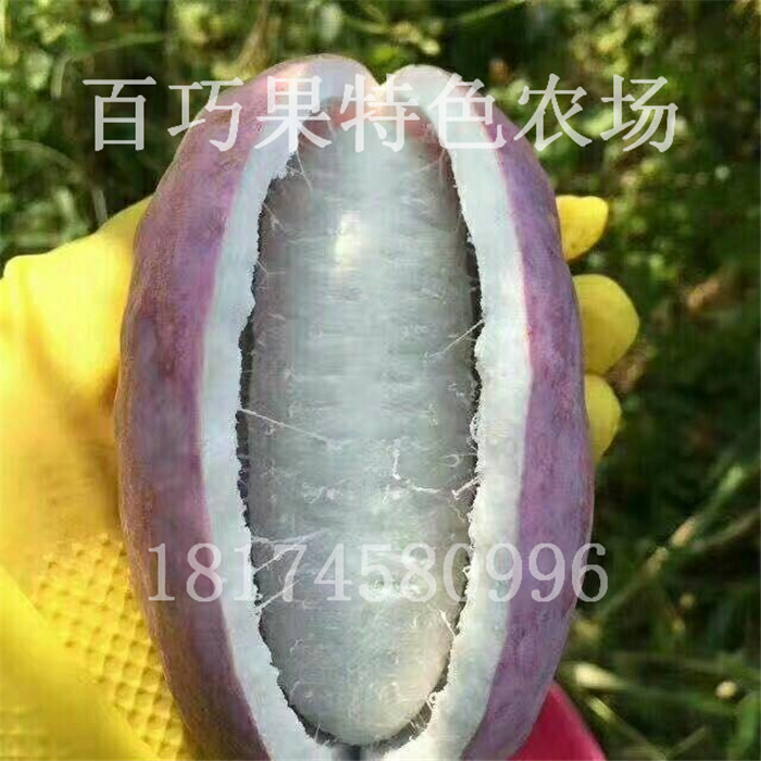 高产紫宝八月瓜