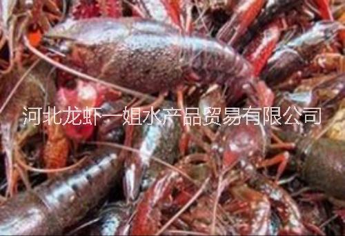 淡水小龙虾水产品总代直销批发
