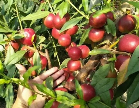珍珠枣蜜桃种植基地供应商直供珍珠枣蜜桃苗批发图片