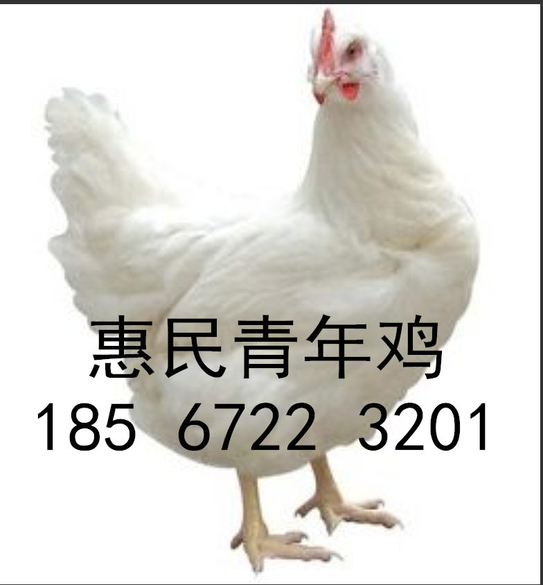 罗曼灰青年鸡厂家排名 河南罗曼灰青年鸡厂家名单图片