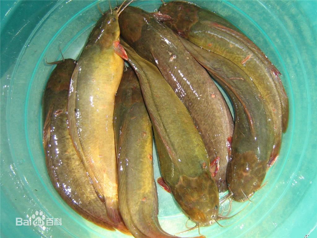 塘鲺鱼苗养殖技术