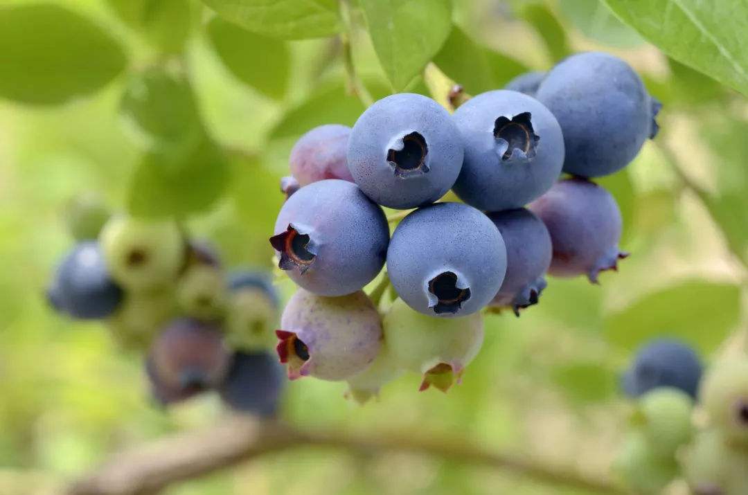 蓝莓蓝莓的营养价值蓝莓种植技术
