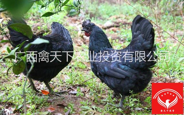 南宁市五黑鸡厂家禽天下五黑鸡苗供应
