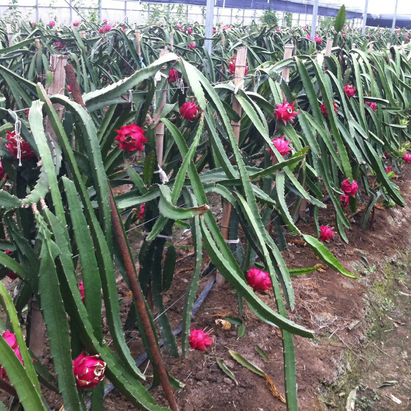 江苏黑龙果基地 安徽黑龙果供应 优质黑龙果价格图片