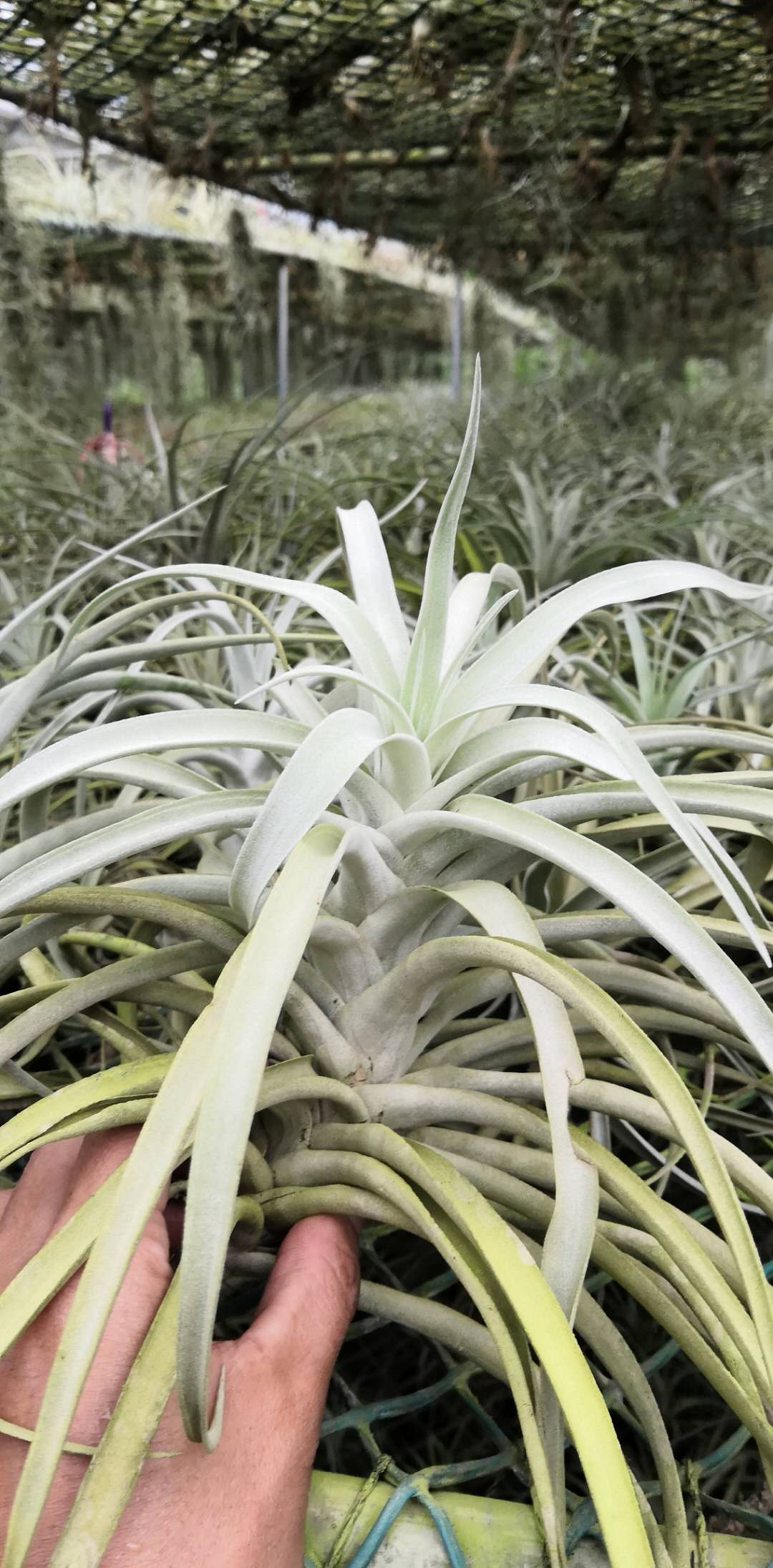 空气凤梨 哈里斯无土绿色植物 大型空凤厚叶 水培养植物 稀少品种图片