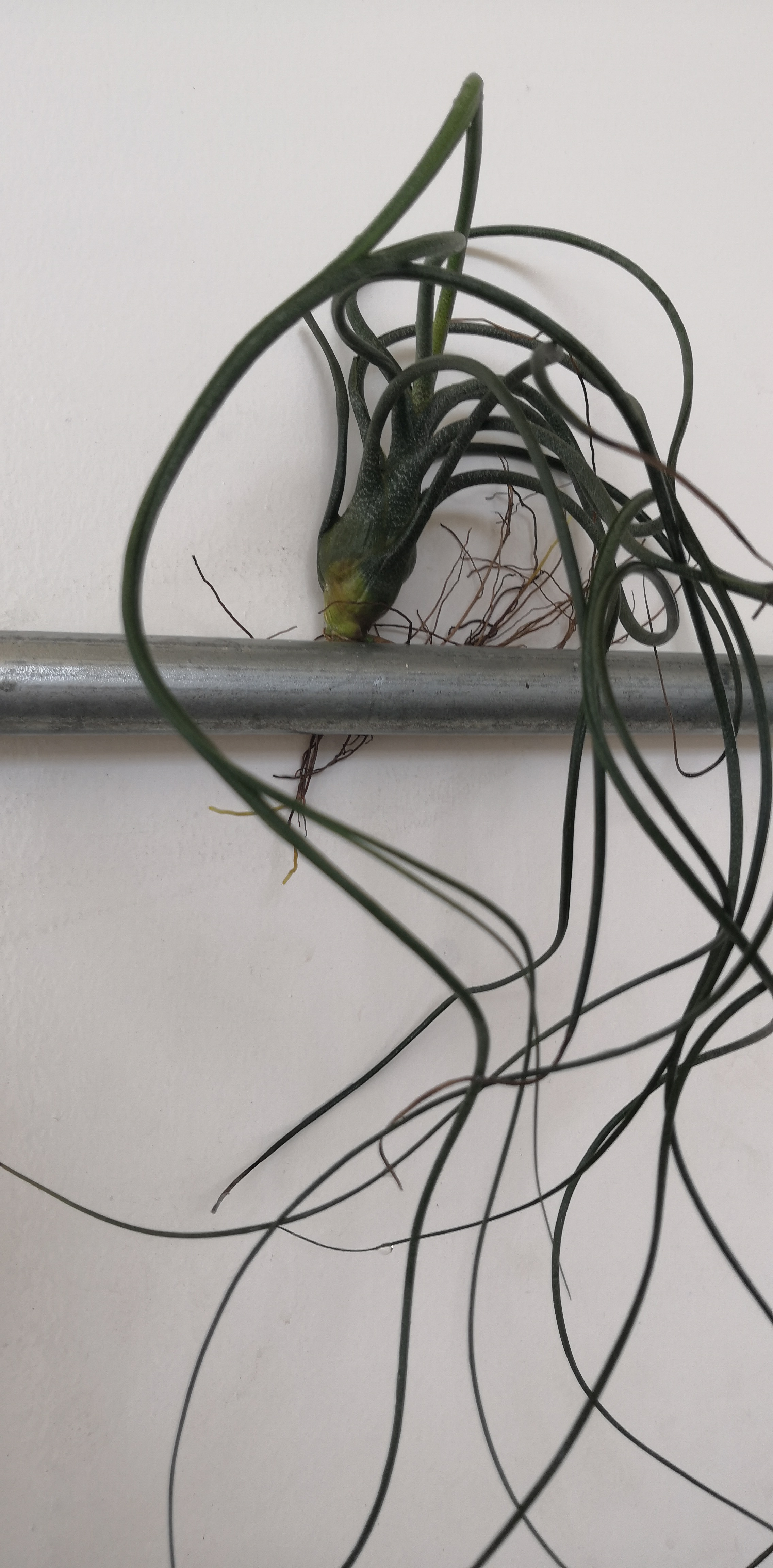布兹章鱼无土无水培养植物 净化空气 室内办公室摆设装饰植物图片