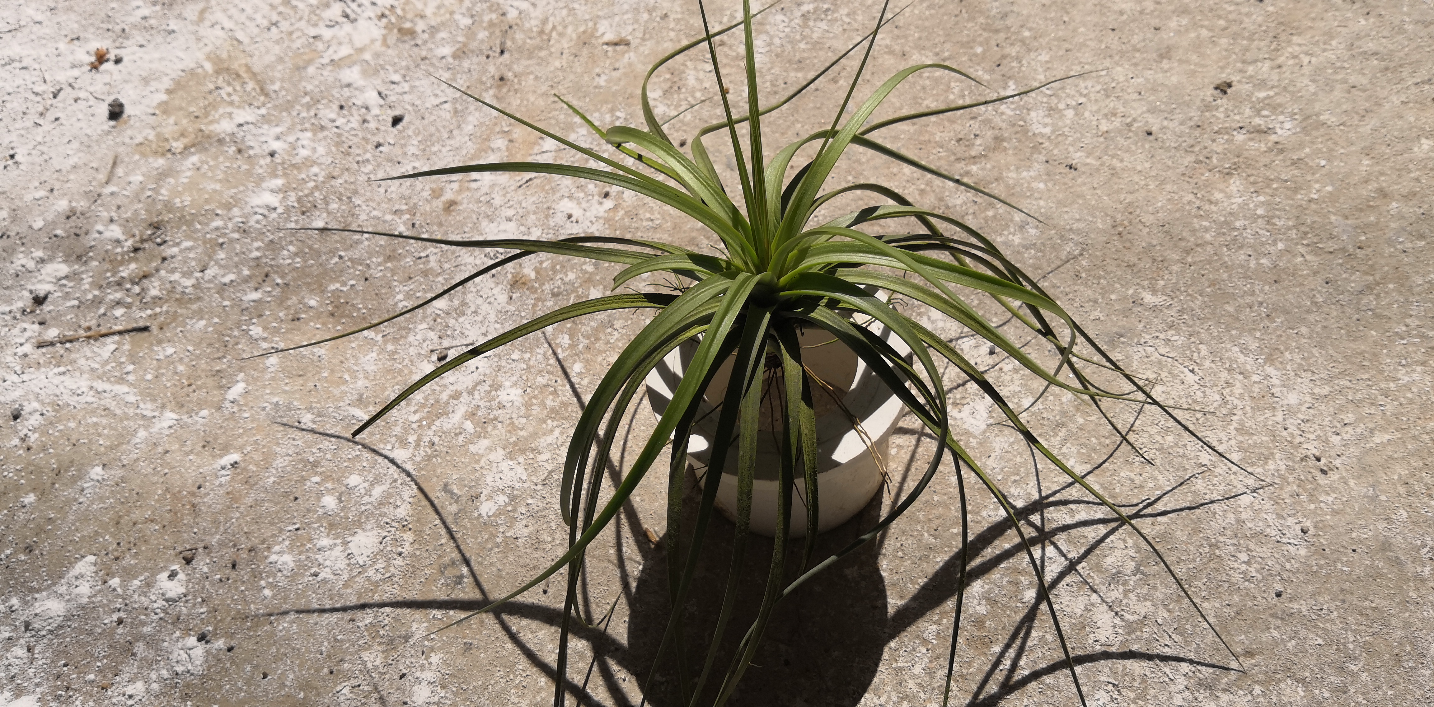 硬叶铁兰 懒人植物空气 硬叶铁兰 室内装饰品 气培养植物图片