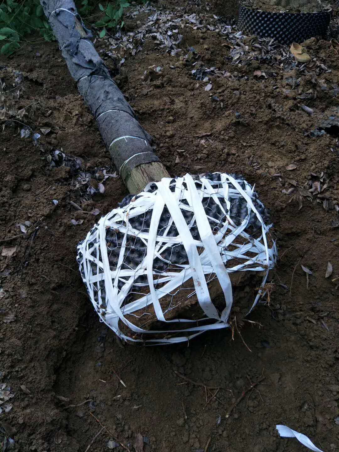 容器香樟基地容器香樟-容器香樟基地-湖南容器香樟价格-湖南容器香樟报价-容器香樟苗圃