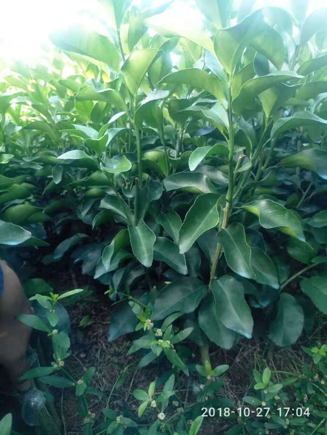 广西砂糖桔苗种植基地-优质供应商种植批发电话图片