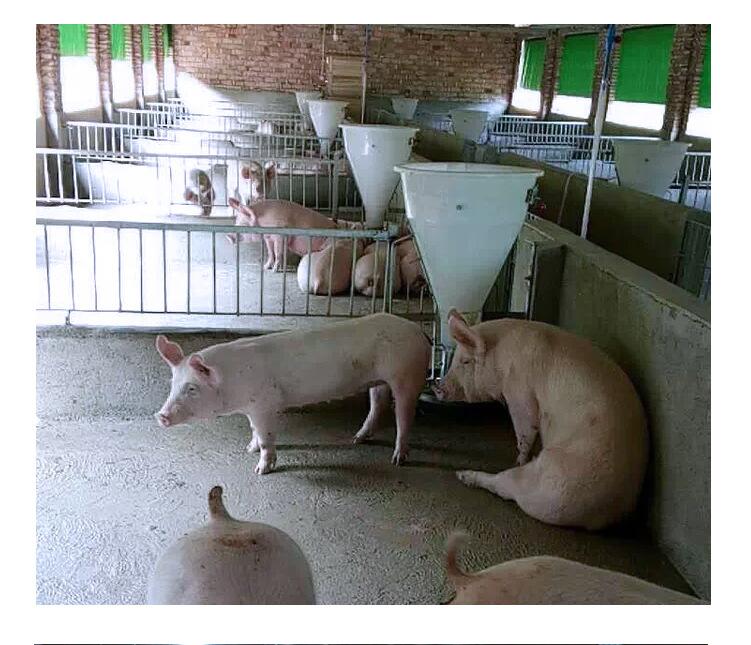 猪场自动采食槽价格猪用料槽猪食槽批发