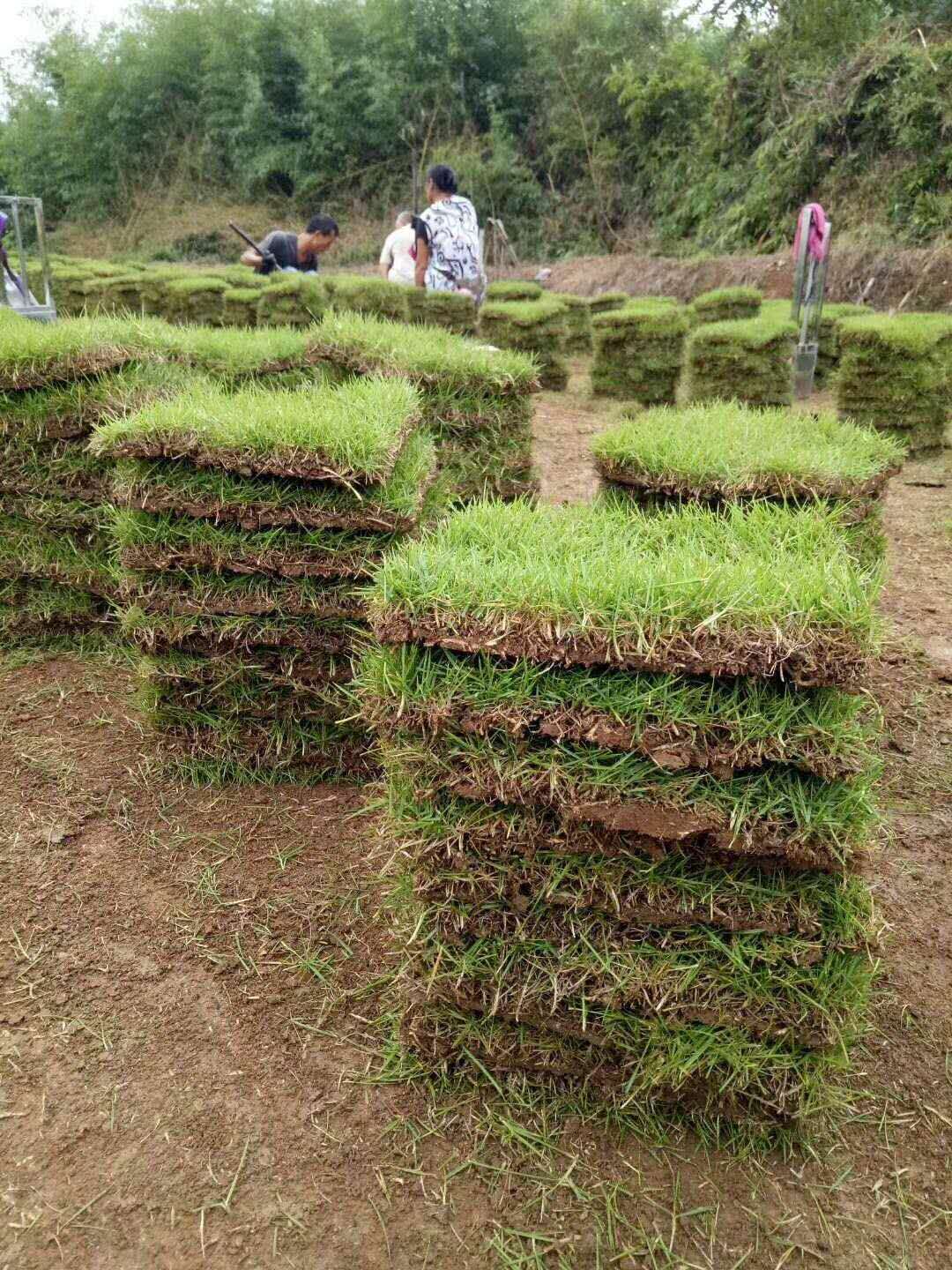 广东马尼拉草皮种植批发价格