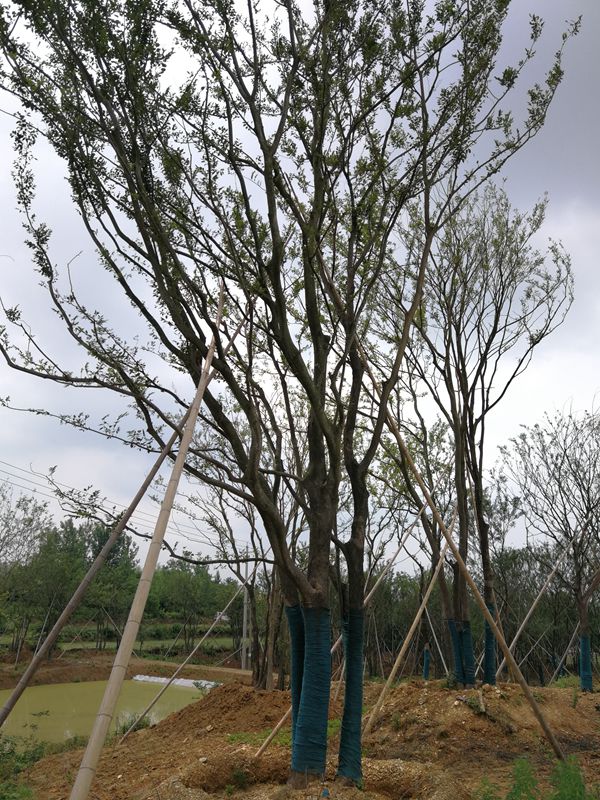 安徽胸径20-100cm丛生朴树种植基地直销价格图片