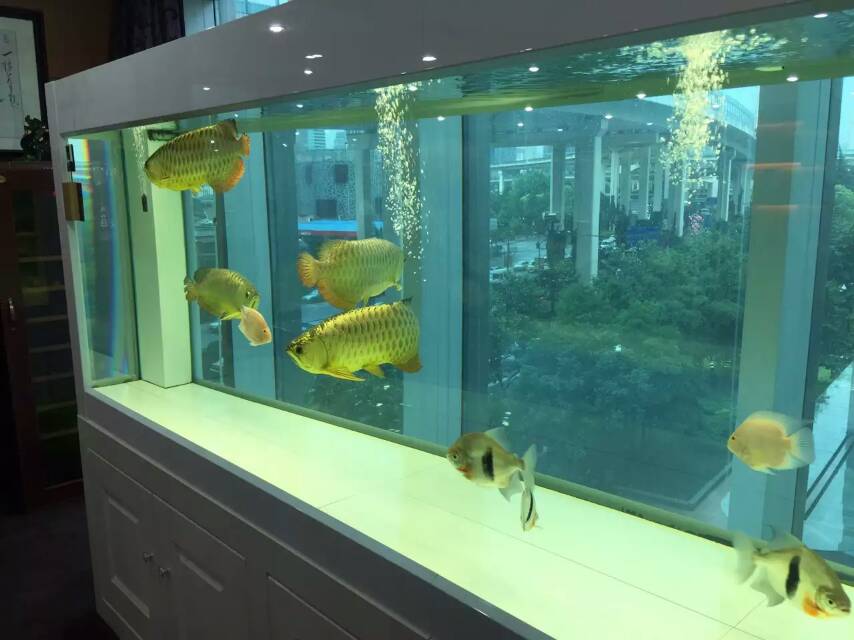 广州上门定制鱼缸、办公室鱼缸广州上门定制鱼缸、办公室鱼缸、龙鱼鱼缸、超白玻璃鱼缸