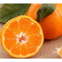 雅安市雅安柑橘苗种植批发基地厂家雅安柑橘苗种植批发基地-优质种植供应商报价