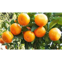 广西椪柑苗种植批发基地广西椪柑苗种植批发基地-优质种植供应商报价