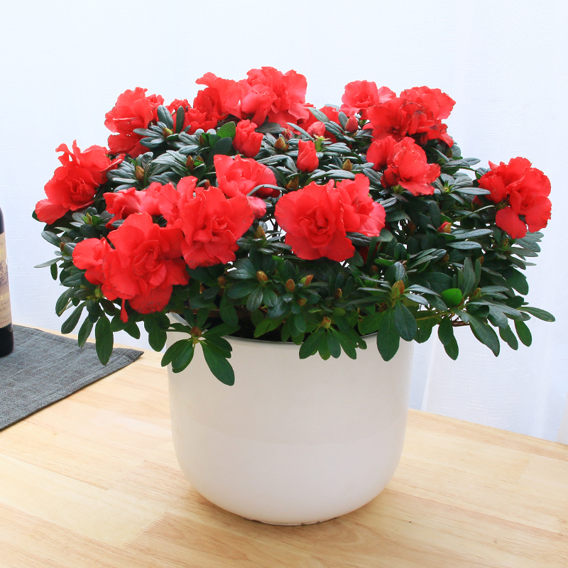 武汉办公室鲜花花卉出租租摆，武汉室内垂直绿化绿植墙安装