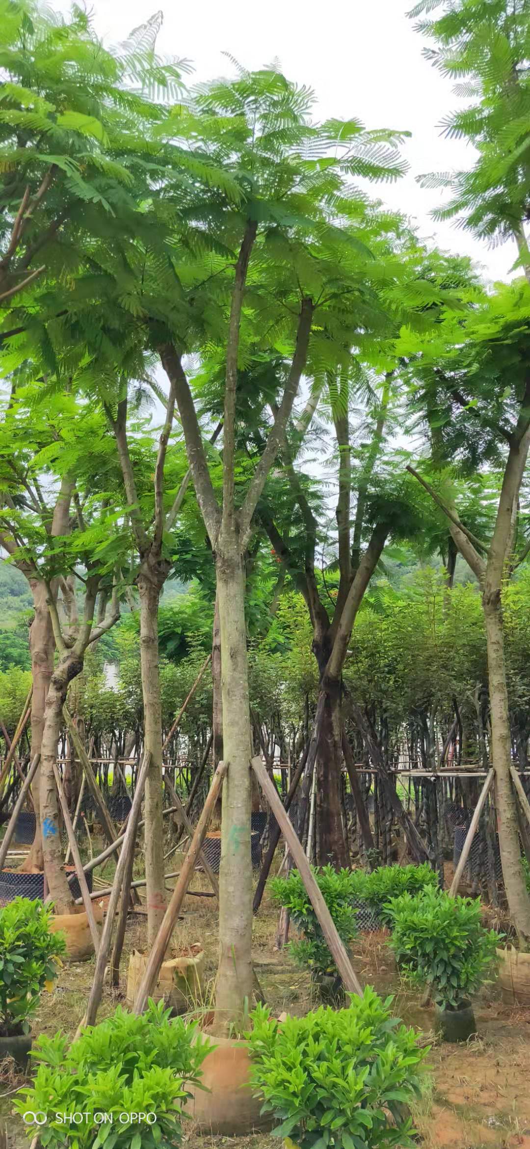 凤凰木种植基地 大型凤凰木基地 凤凰木种植厂家图片