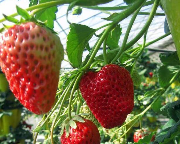 江苏哪里有草莓苗种植基地批发