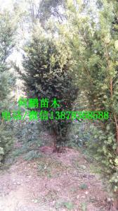 广西兴安精品红豆杉种植基地-【兴安县何鹏苗圃】图片