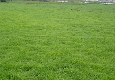 贵州贵阳马尼拉草坪批发，用于休闲场所的马尼拉草坪