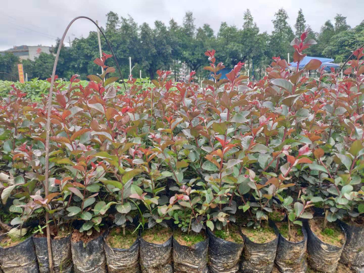 广州美国天鹅绒紫薇种苗种植基地直销价格
