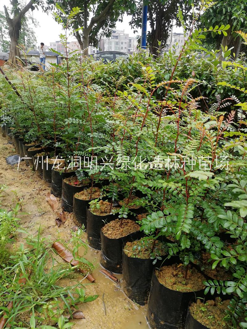 梅州高50公分清香木树苗种植基地销售、批发、价格