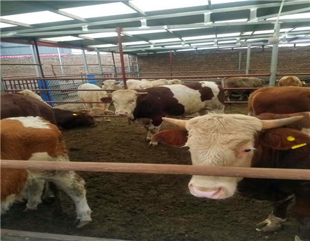 肉牛养殖基地西门塔尔牛 天明西门塔尔小牛犊小牛苗价格图片