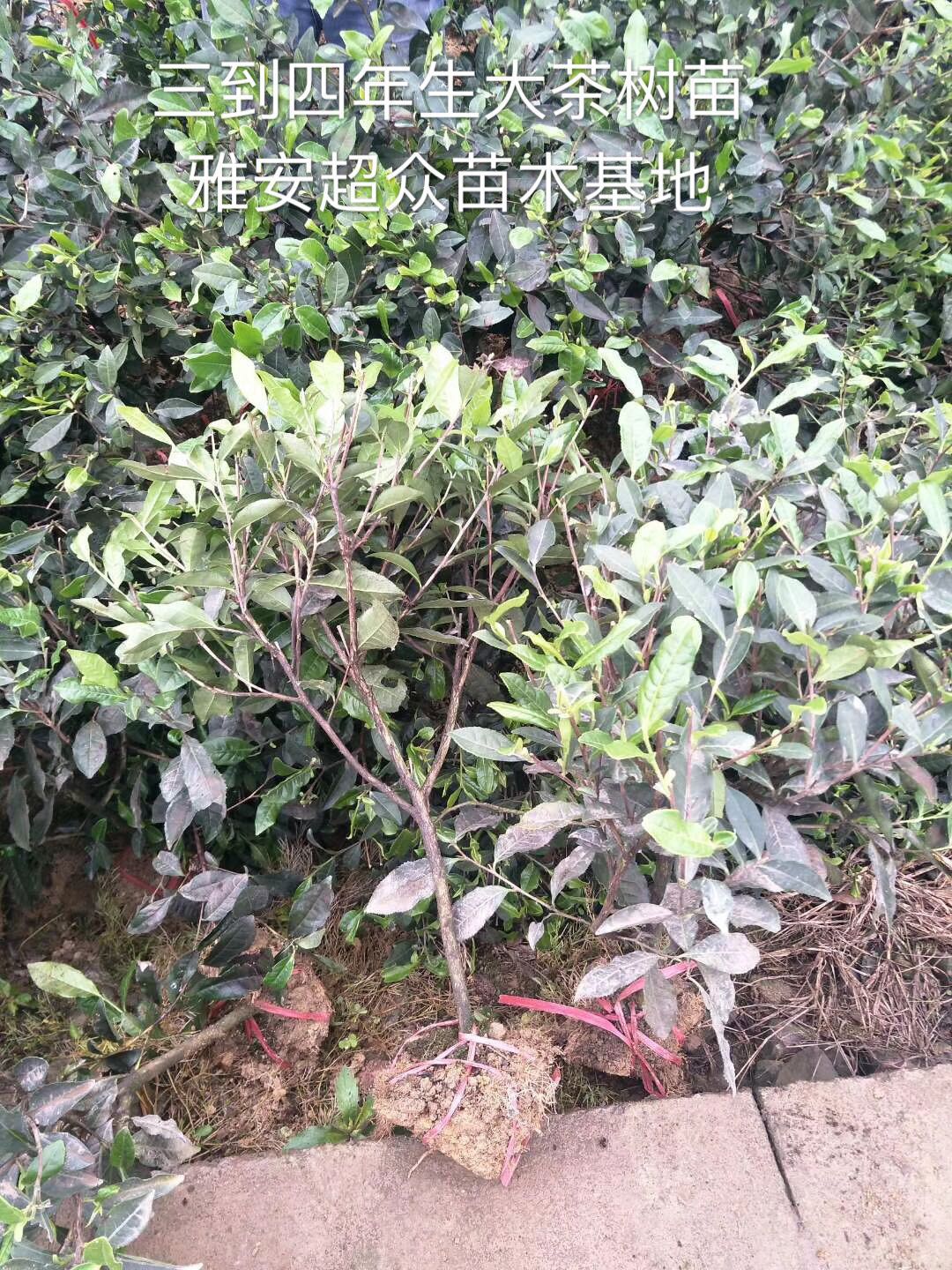 四川50-60公分高的茶叶苗，园区绿化茶树批发，大茶树价格