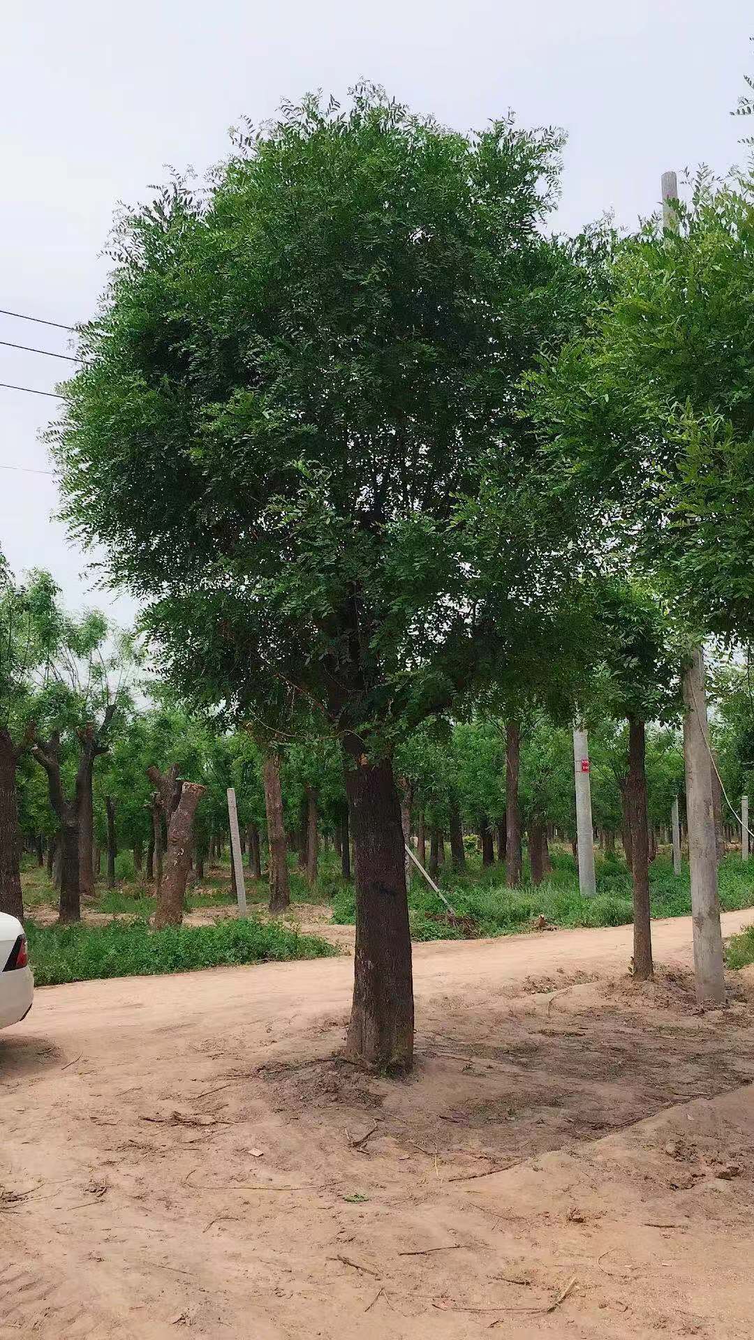 大规格皂角树35公分多少钱