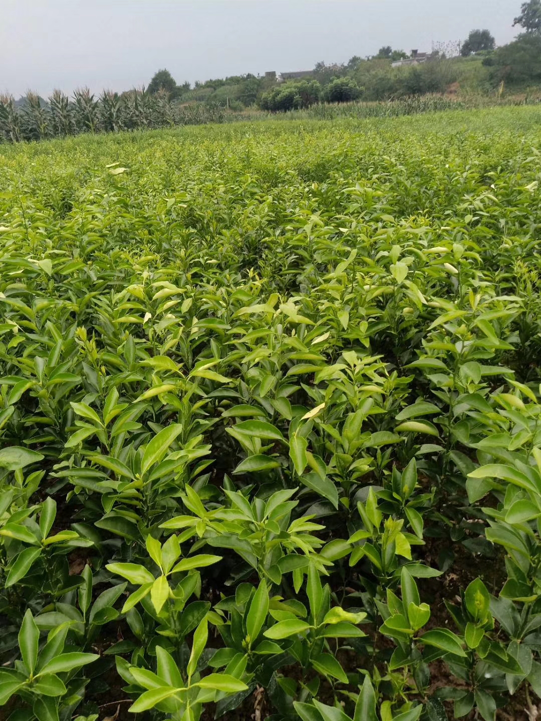 广东明日见杂柑种植广东明日见杂柑种植-广东明日见杂柑批发价格-【简阳市学军苗木种植专业合作社】