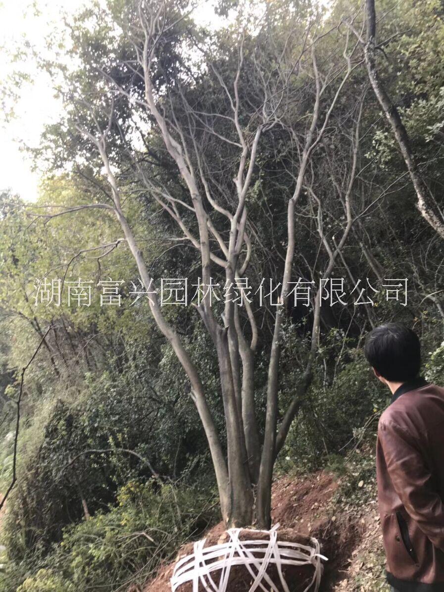 湘潭丛生多杆朴树厂家报价贵州朴树价格图片
