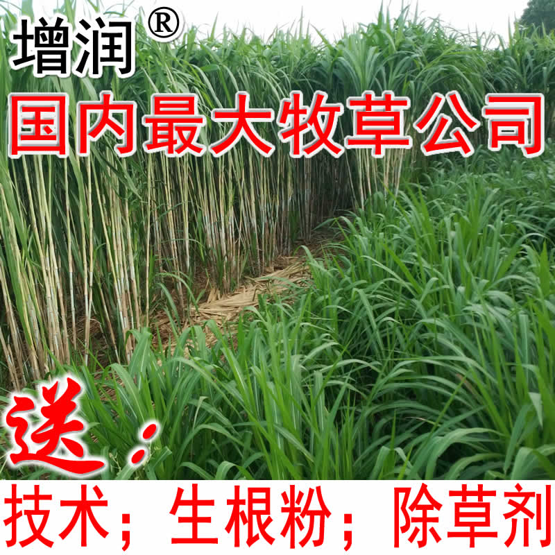 增润台湾甜象草种节增润台湾甜象草种节 甜象草种子种苗包邮