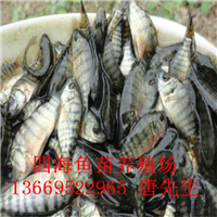 惠州石湾四海鱼苗养殖场