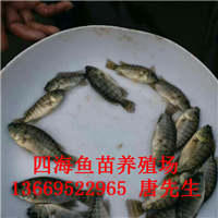 广东惠州罗非鱼苗养殖场_广东罗非鱼苗价格-广东罗非鱼苗批发市场