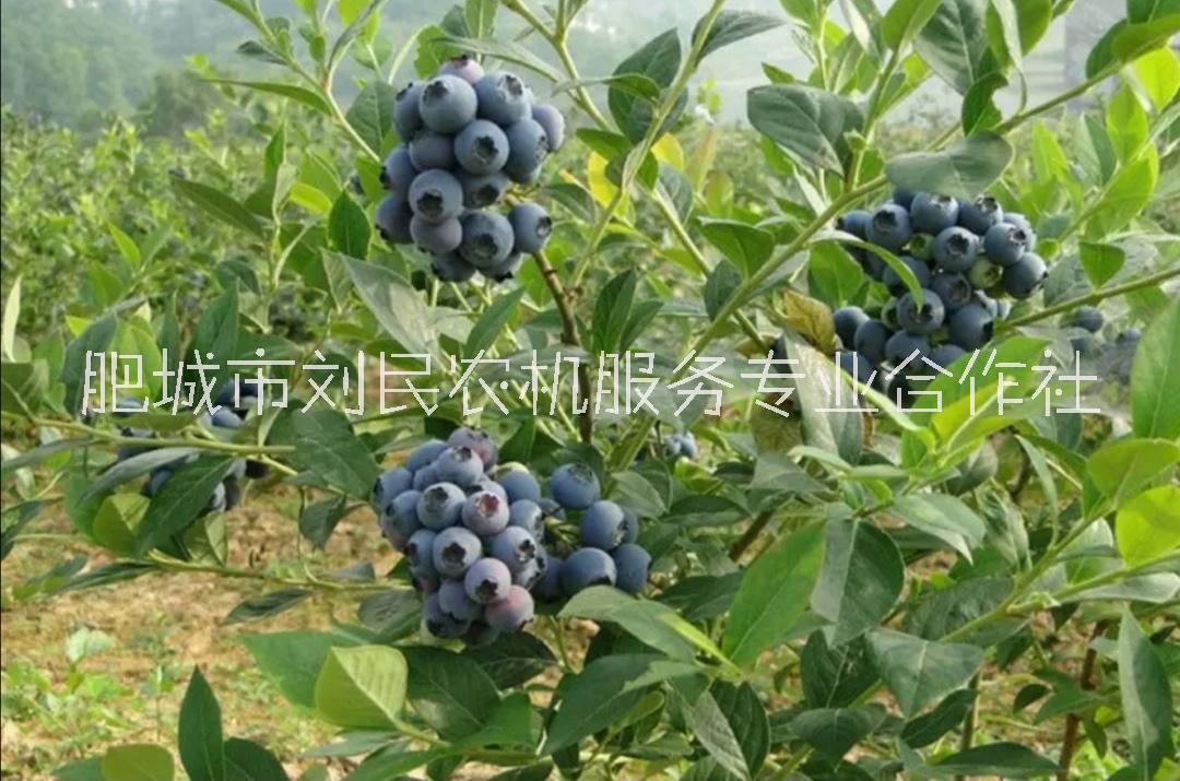 泰安市山东蓝莓苗批发厂家