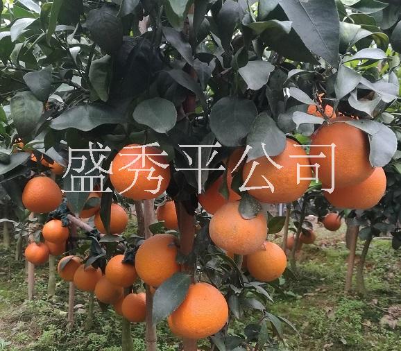 供应红美人 爱媛28 果冻橙柑橘苗 爱媛28 种植批发报价 浙江省