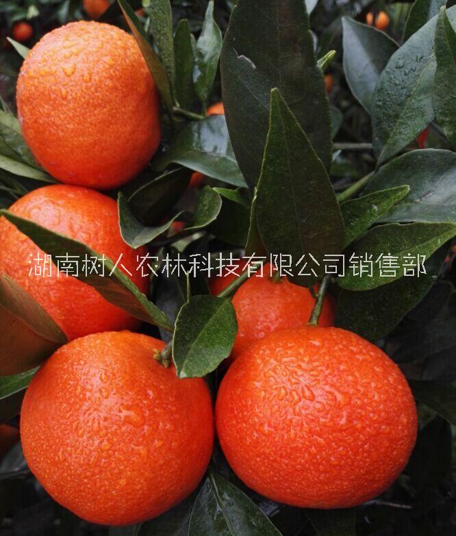 世纪红柑橘苗价格  世纪红柑橘苗 世纪红柑橘苗 湖南正在的世纪红图片