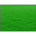 湖南马尼拉草坪基地-【湖南马尼拉草坪种植批发价格】图片