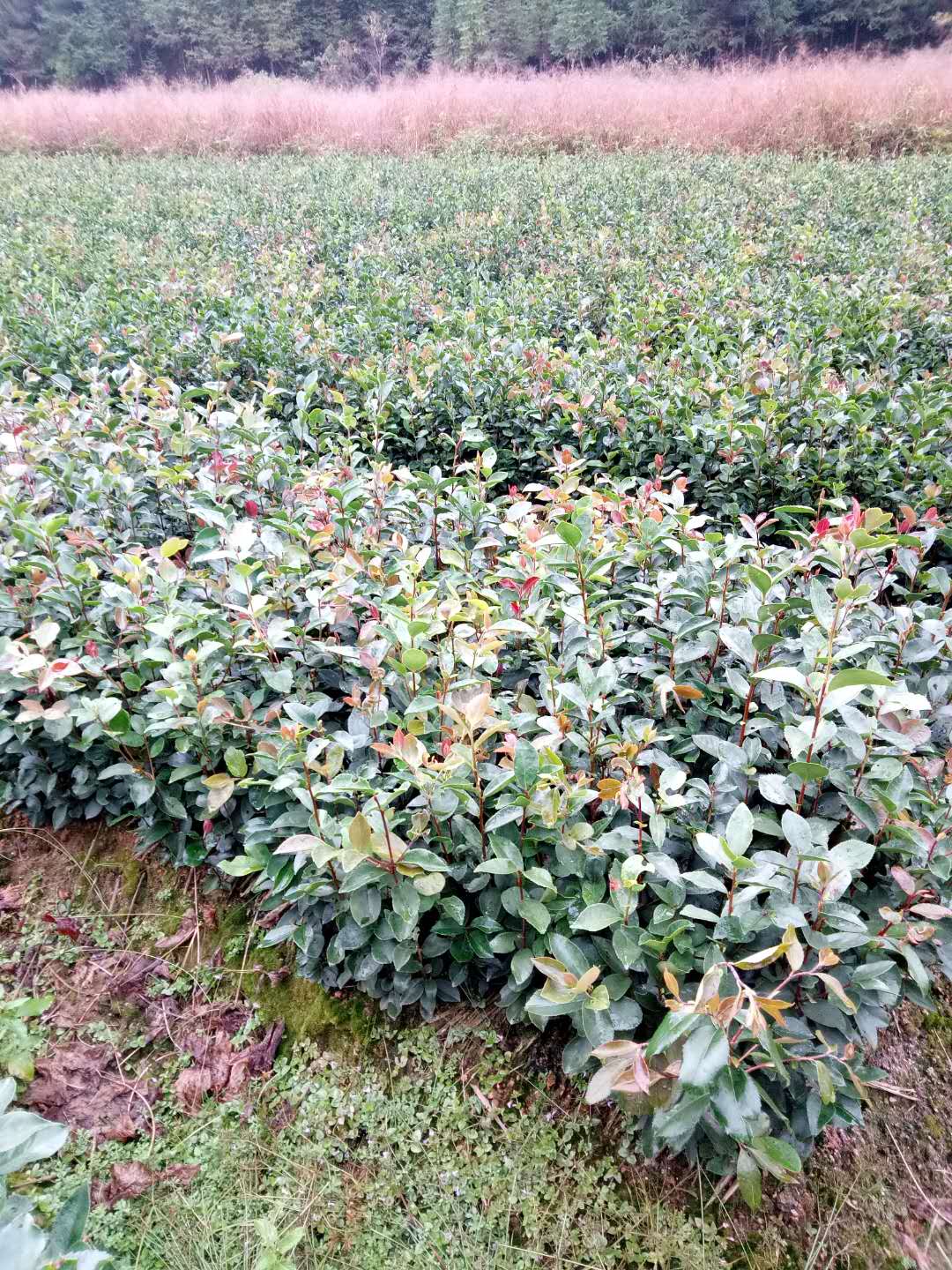 三明市油茶苗种植基地厂家湖南油茶苗种植基地批发价格出售出油率高报价低