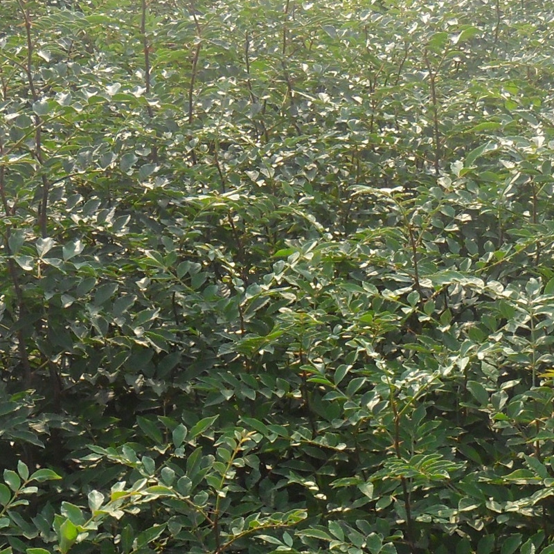 山东泰安花椒苗基地-山东泰安花椒苗批发价格【泰安高新区北集坡海彬园艺场】