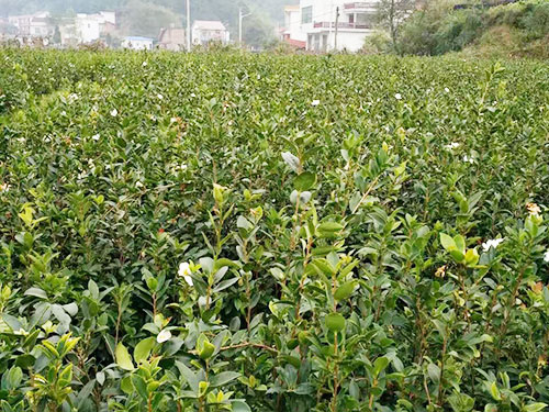 二年红花油茶杯苗生产基地