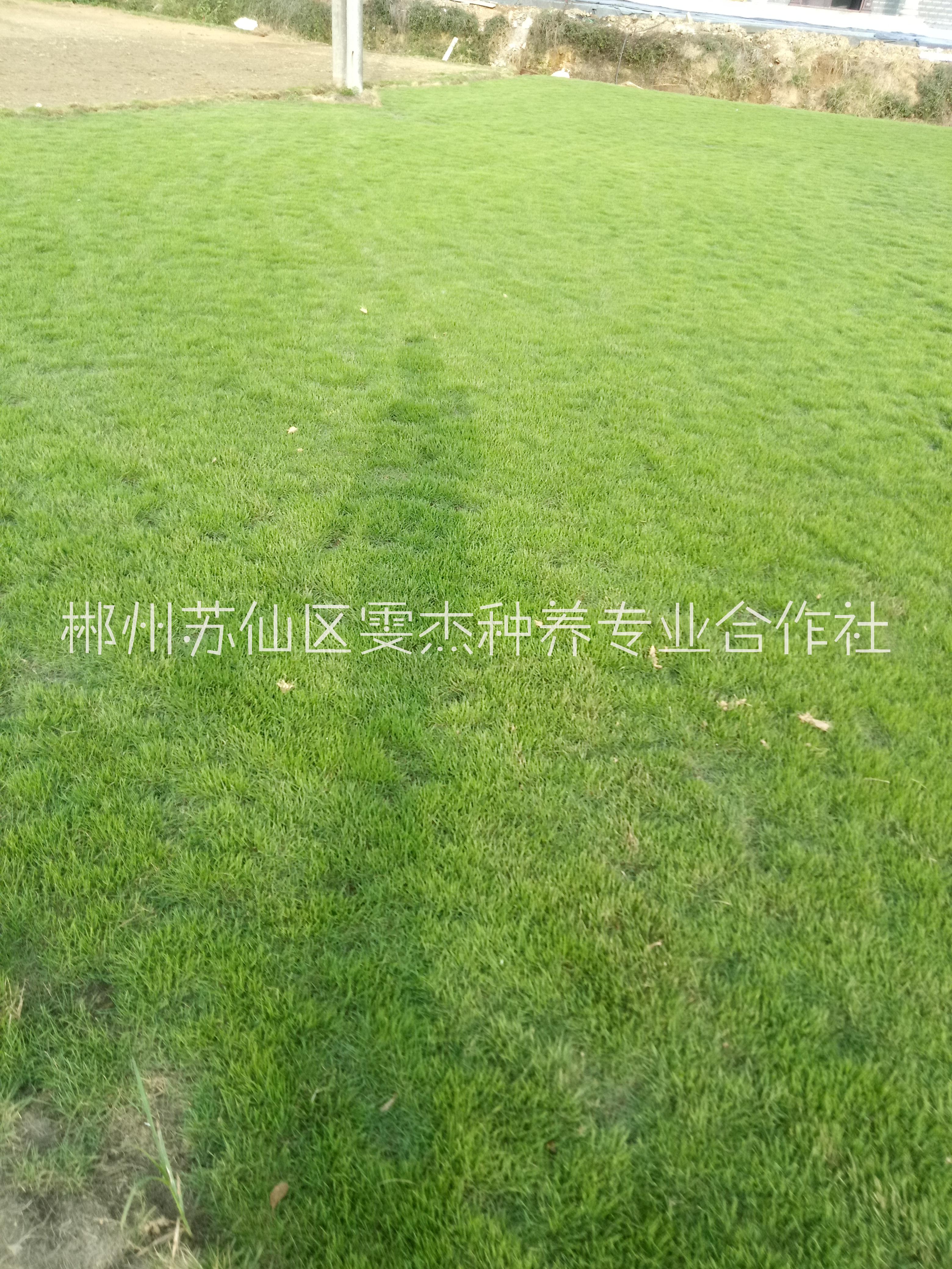 江西草皮批发优质供应商江西草皮批发优质供应商，苗圃基地，价格【郴州苏仙区雯杰种养专业合作社】