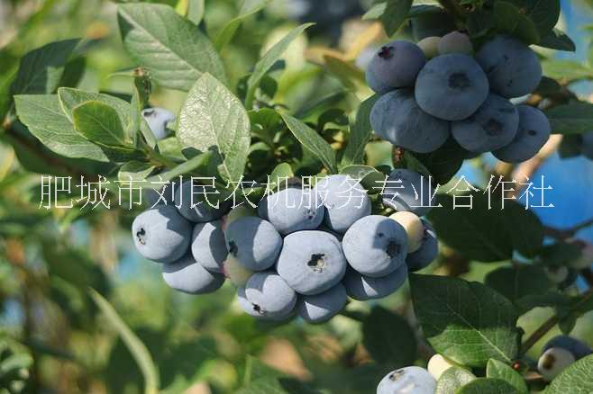 河南蓝莓苗种植园 山东蓝莓苗生产厂家 山东蓝莓苗直销商 蓝莓苗种植基地
