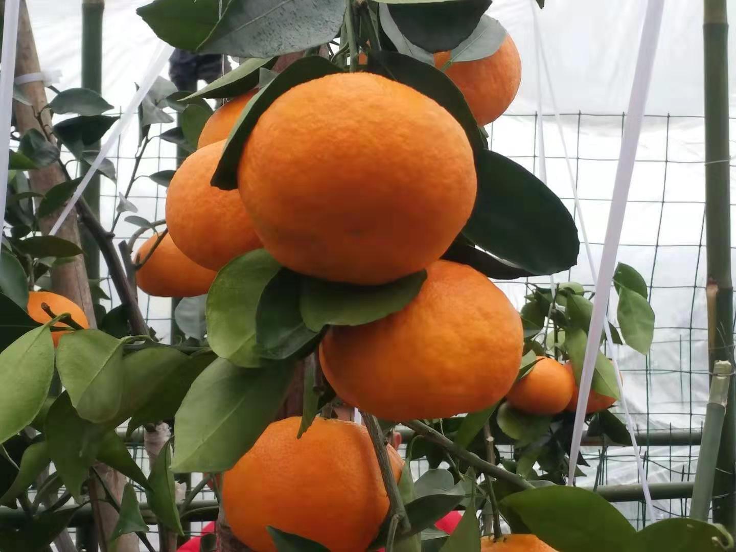 四川明日见柑橘苗供应商种植基地价格多少钱一颗 明日见柑橘苗