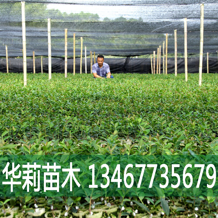 油茶苗价格 农家直销 品质保障，欢迎订购图片