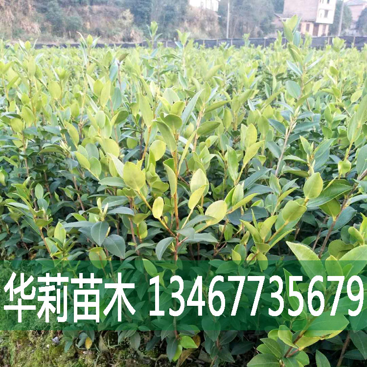 湘潭市山茶油厂家厂家山茶油厂家/价格/批发  大量出售，欢迎订购