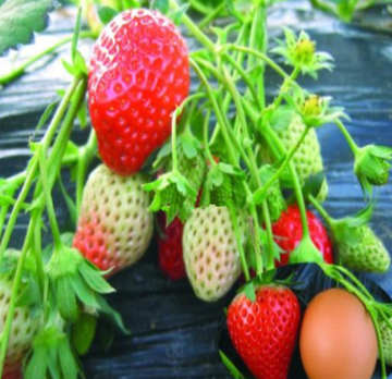 长期供应白草莓苗 草莓苗品种纯正 出售草莓苗 草莓苗种苗基地图片