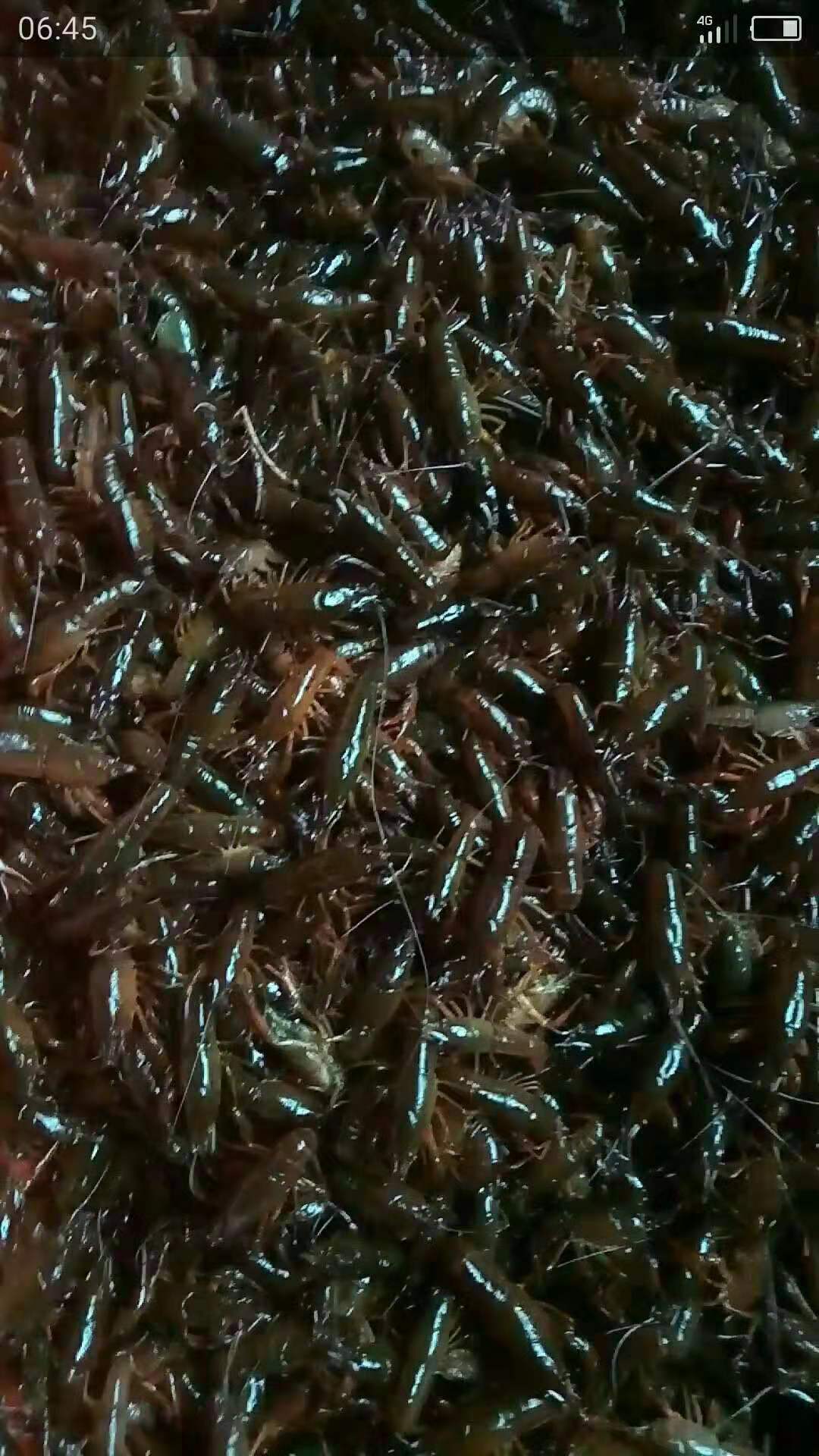 小龙虾苗|温州小龙虾苗养殖场|宁波水产小龙虾图片