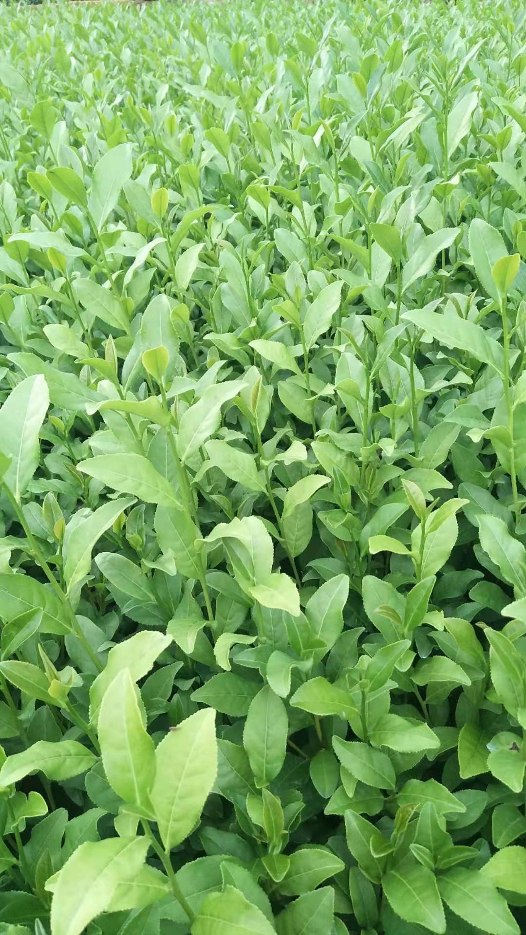 金牡丹茶苗种植基地、批发、大量供应【福安市农丰种植专业合作社】